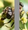 Eristalis pertinax